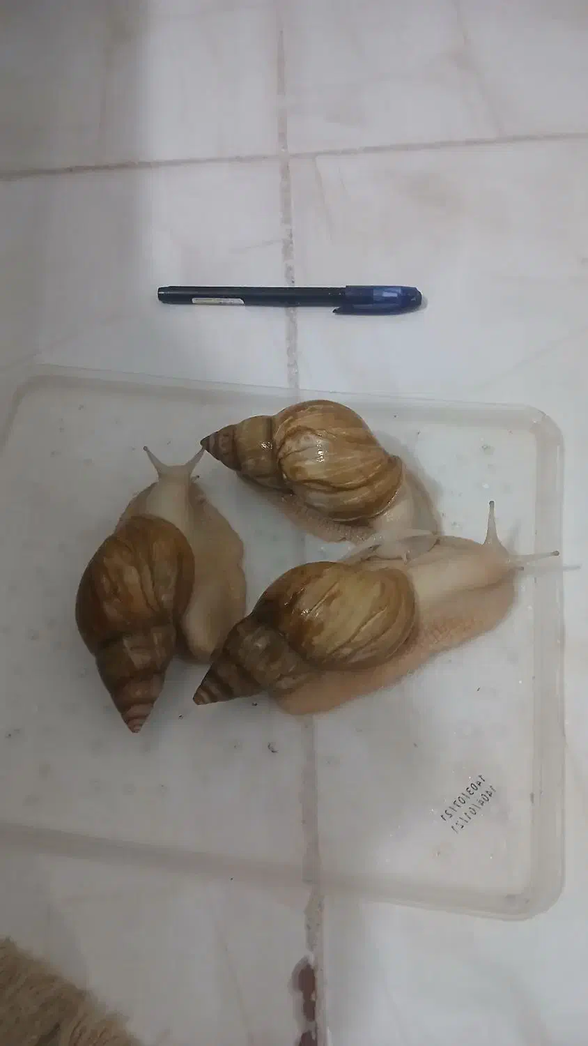 حلزون|خزنده|کرمان, |دیوار