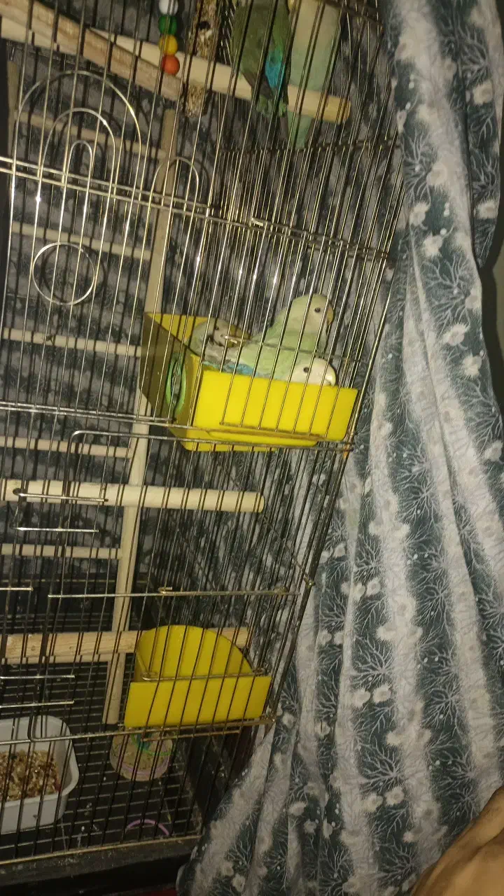 طوطی برزیلی|پرنده|رباط‌کریم, رباط‌کریم|دیوار