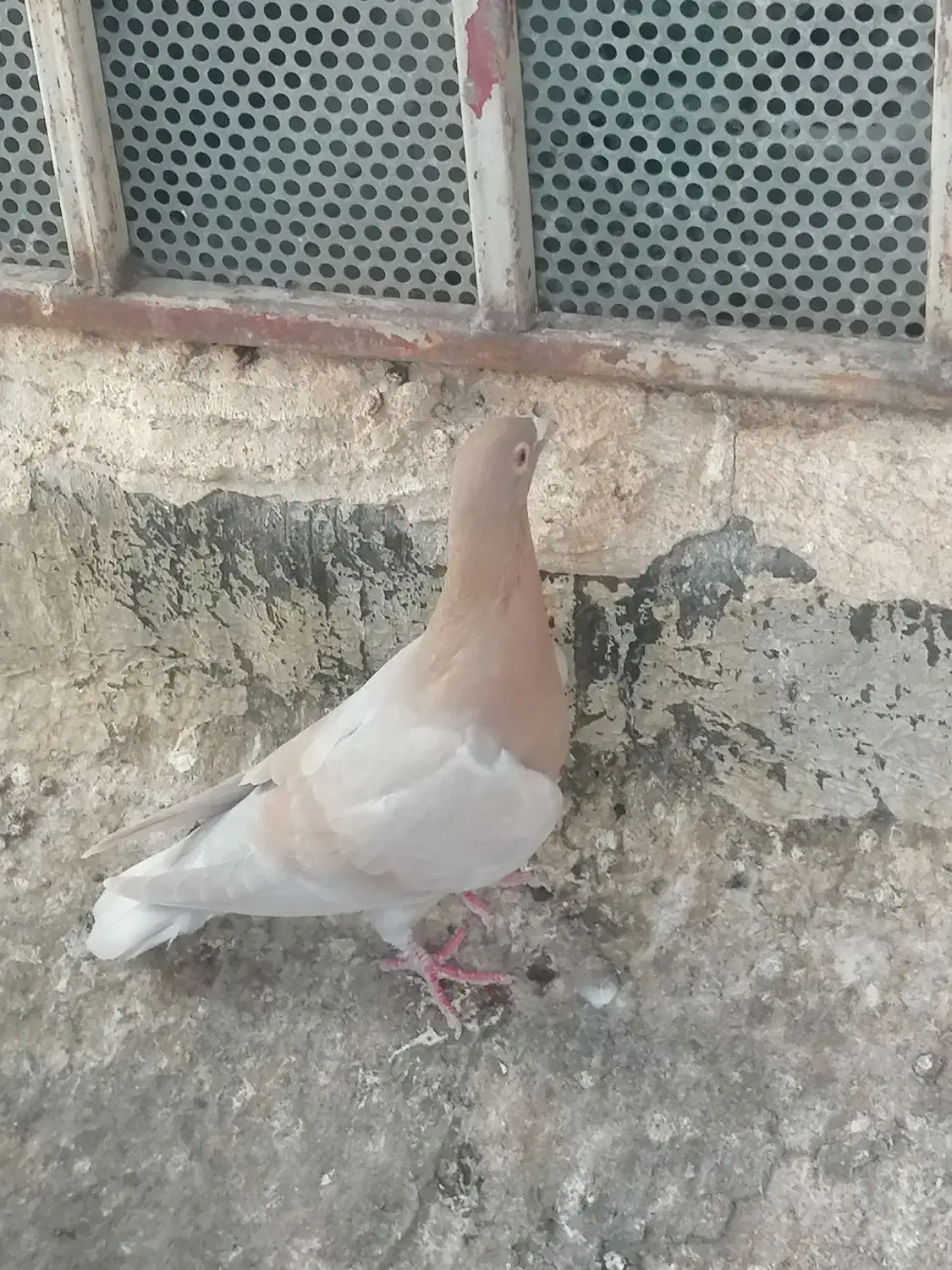 کبوتر|پرنده|برازجان, |دیوار