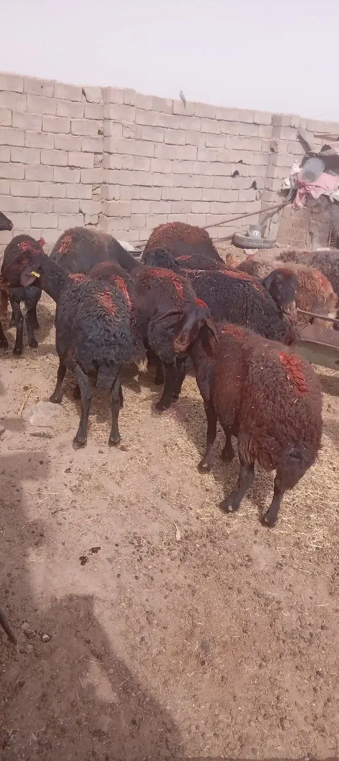 ۷۰راس کاور و میش قره غزل جنس عتیقه،|حیوانات مزرعه|مشهد, شهرک مطهری|دیوار