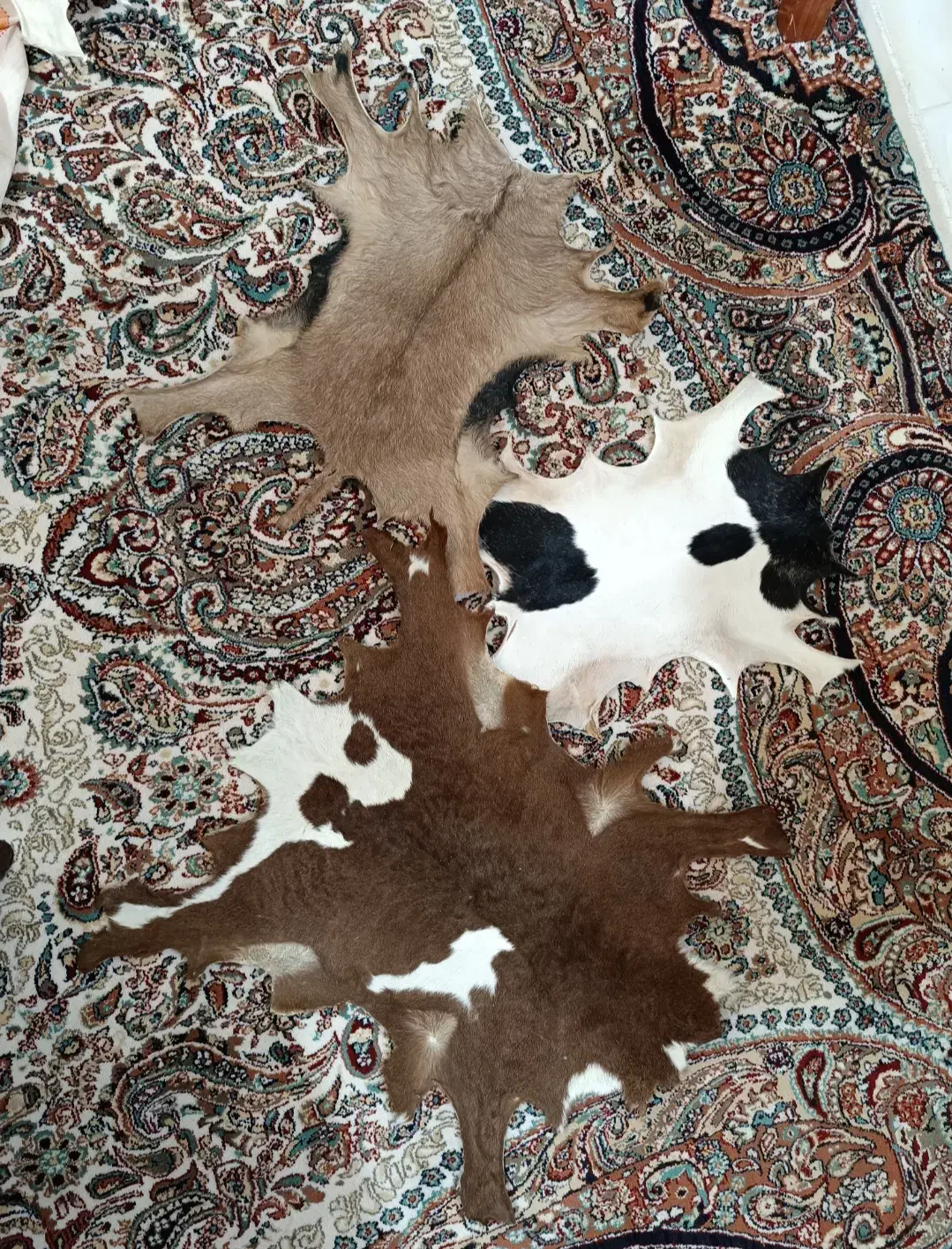 پوست بره و بزغاله|صنایع دستی و سایر لوازم تزئینی|سمنان, |دیوار