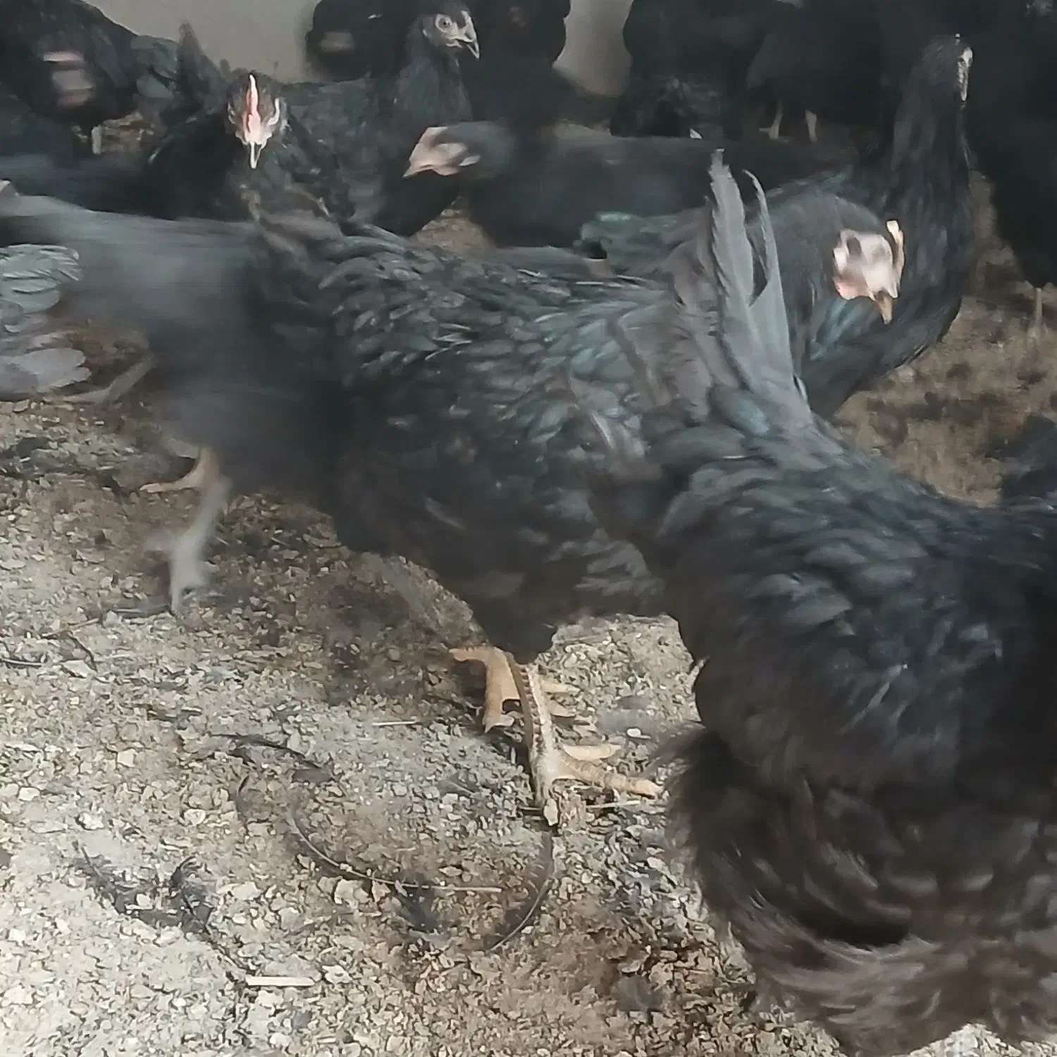 جوجه مرغ تاغچه|حیوانات مزرعه|مشهد, كنويست|دیوار