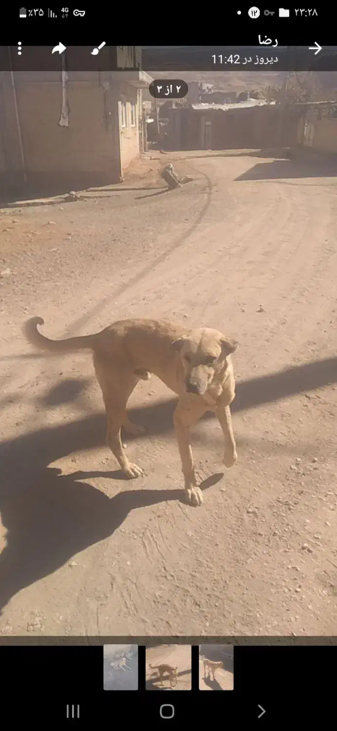 سگ  زرنگ|سگ|تخت سلیمان, |دیوار