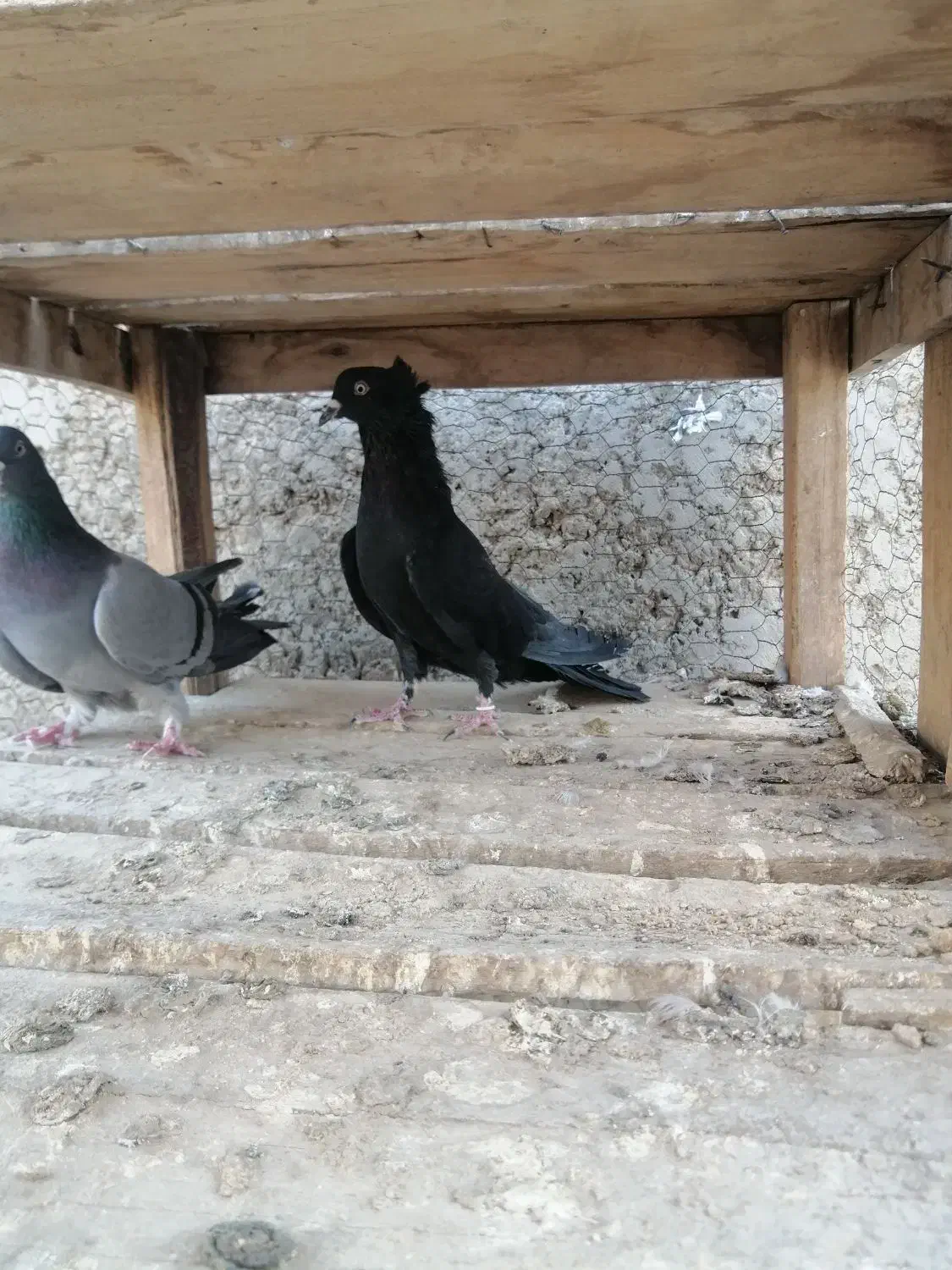 کبوتر دمگیر دوبحر واصفهانی 1/500|پرنده|خمینیشهر, |دیوار