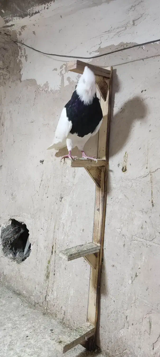 پشت.طوقی..زرد|پرنده|مشهد, هفت تیر (نه دره)|دیوار