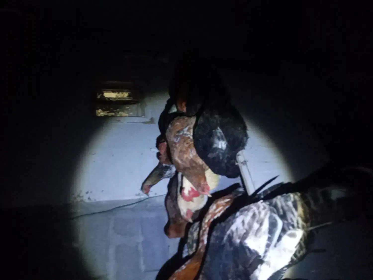 مرغوخروسوبوقلمون|حیوانات مزرعه|قشلاق دشت, |دیوار