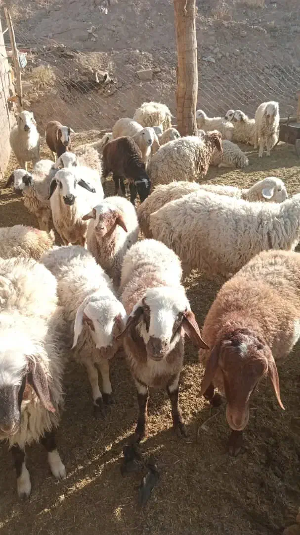 ۳۰ راس بره نر وماده|حیوانات مزرعه|دهج, |دیوار