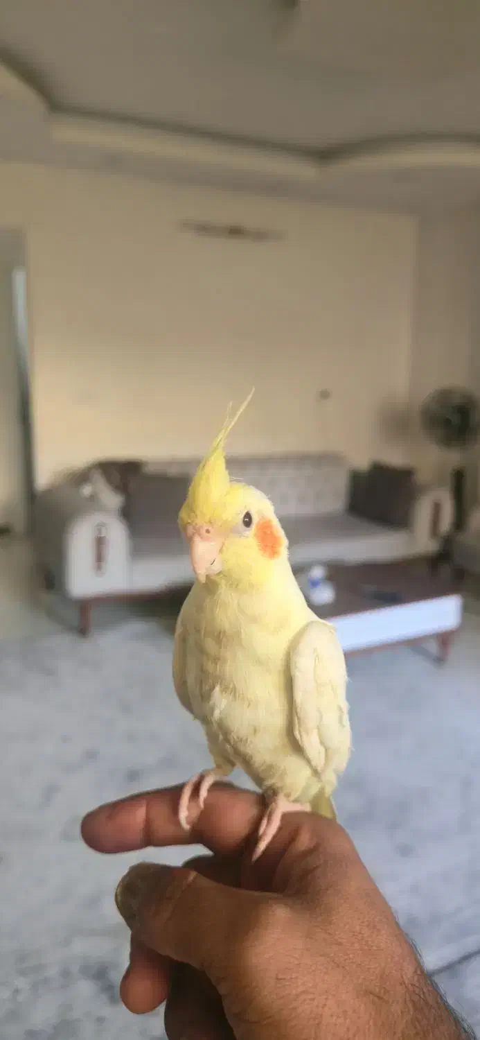 عروس هلندی لوتینو|پرنده|شاهینشهر, خانه کارگر|دیوار