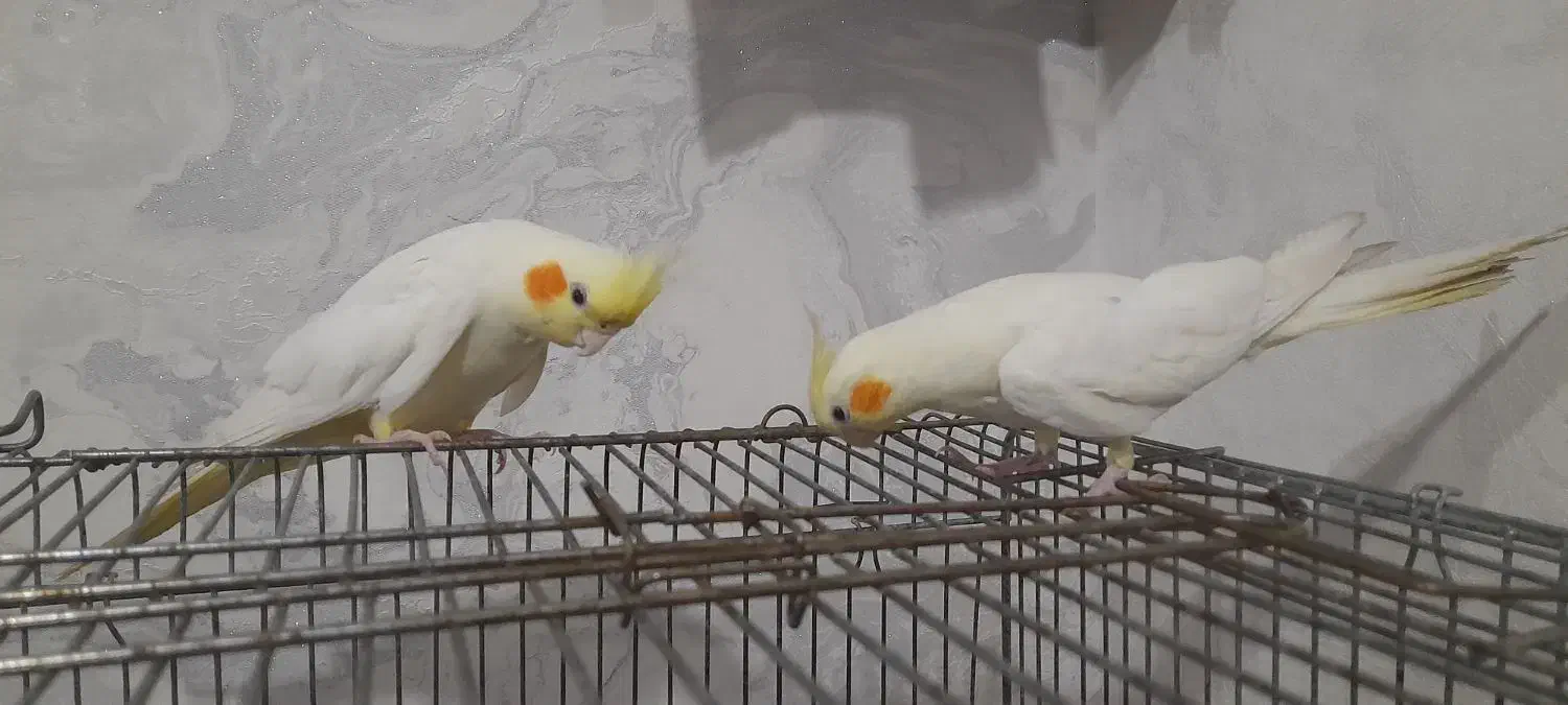 عروس هلندی ماده|پرنده|رباط‌کریم, شترخوار|دیوار