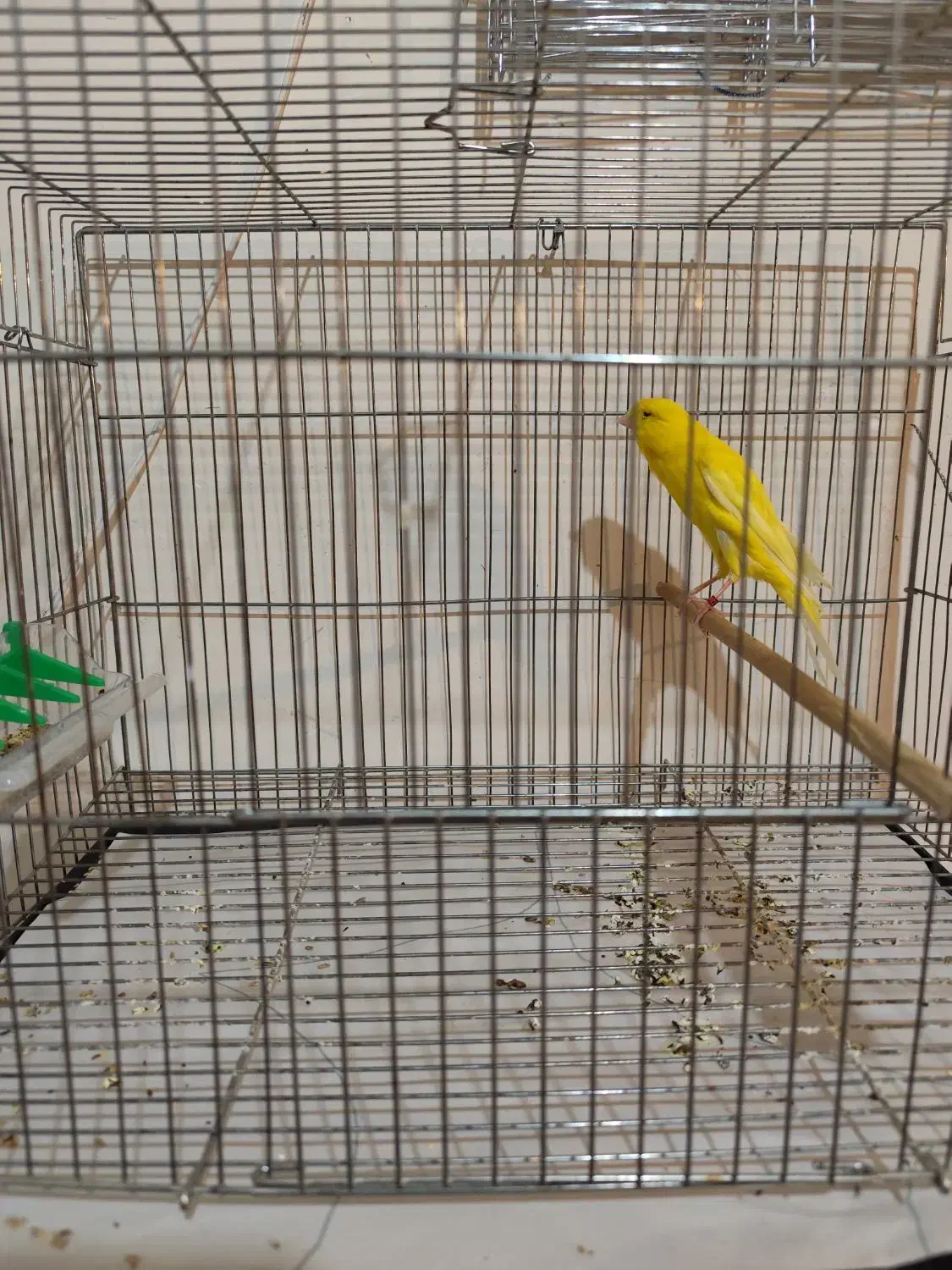 قناری نر|پرنده|درگزین, |دیوار