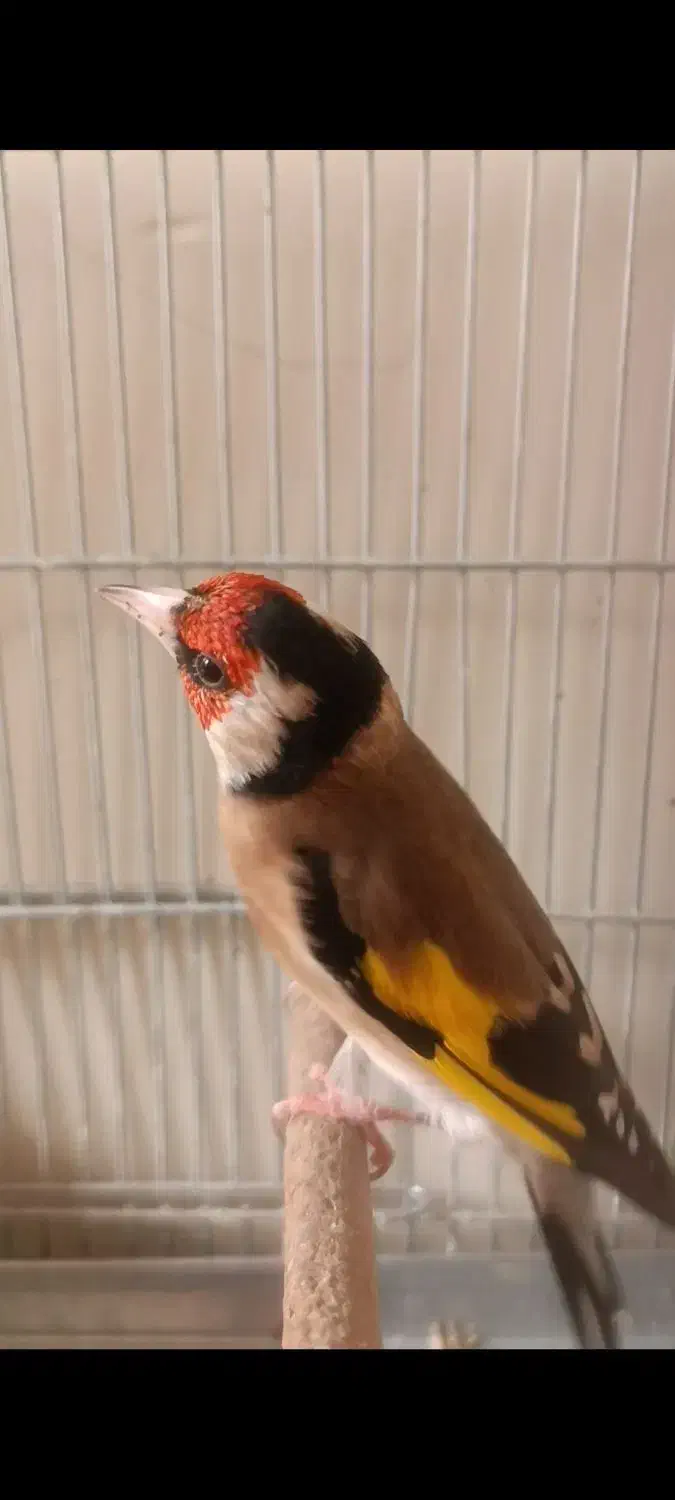 سهره گل بلند دوبر قفل|پرنده|شیراز, تندگویان|دیوار