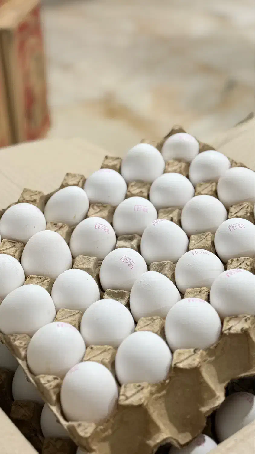 تخم مرغ عمده|خوردنی و آشامیدنی|تهران, اسکندری|دیوار