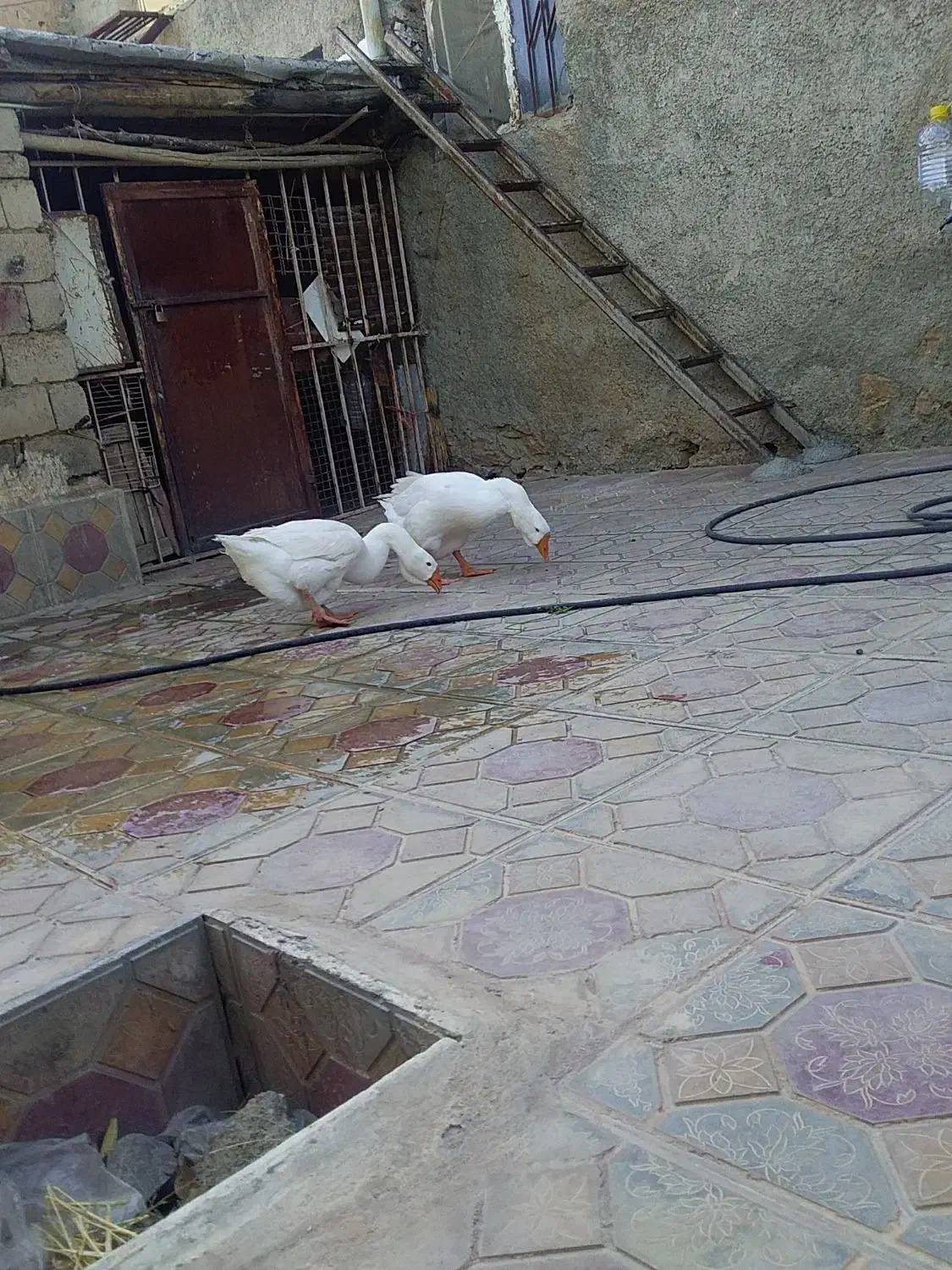 ۲عددقاز|حیوانات مزرعه|مریوان, |دیوار