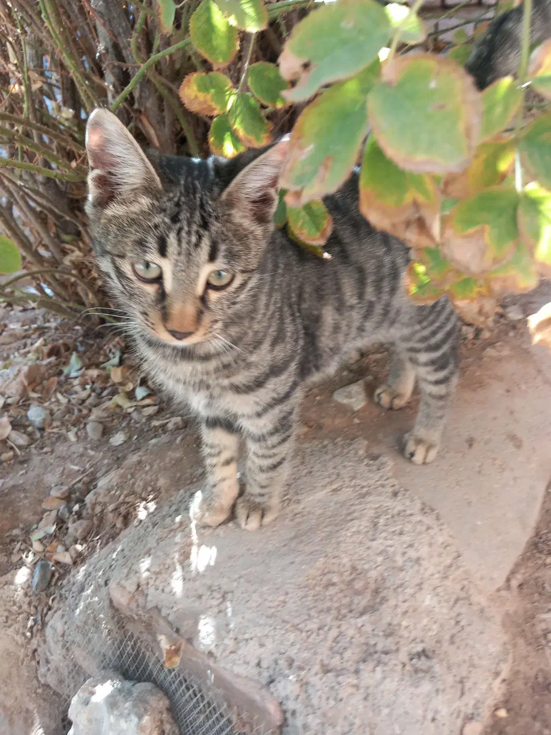 گربه رایگان|گربه|تربت‌حیدریه, بالا ولایت|دیوار