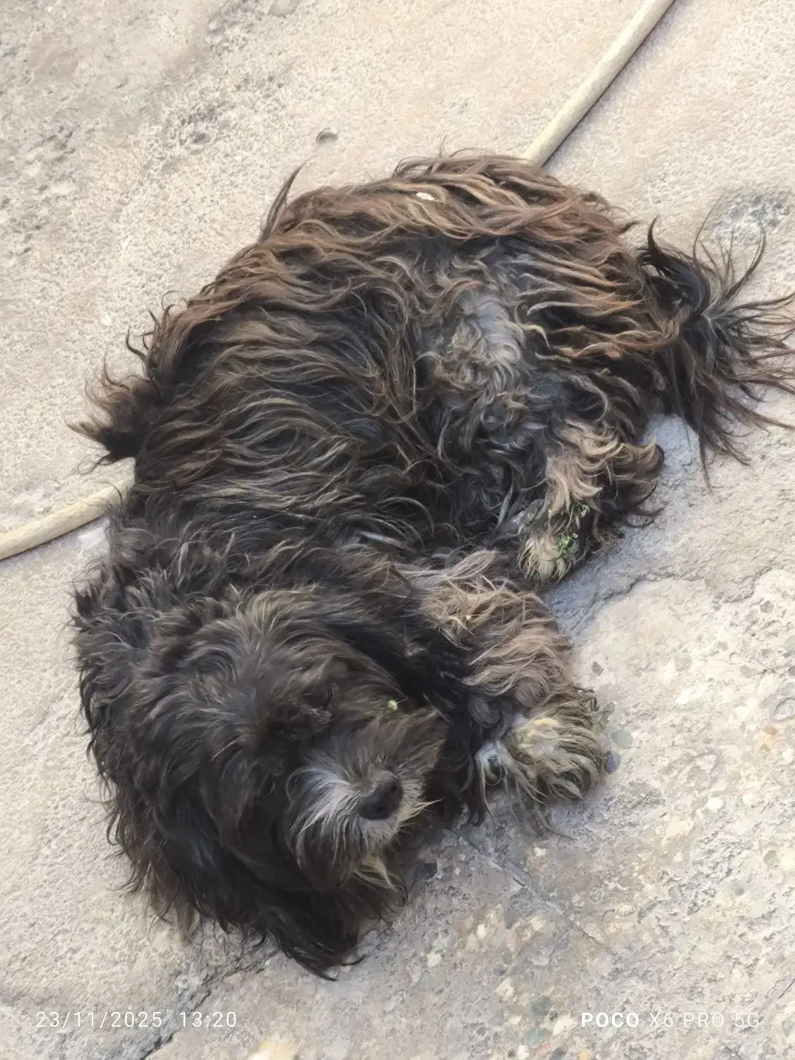 5000000|سگ|بندر ماهشهر, |دیوار