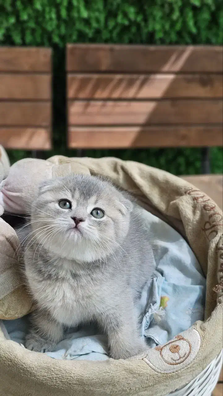 توله گربه اسکاتلندی|گربه|تبریز, |دیوار