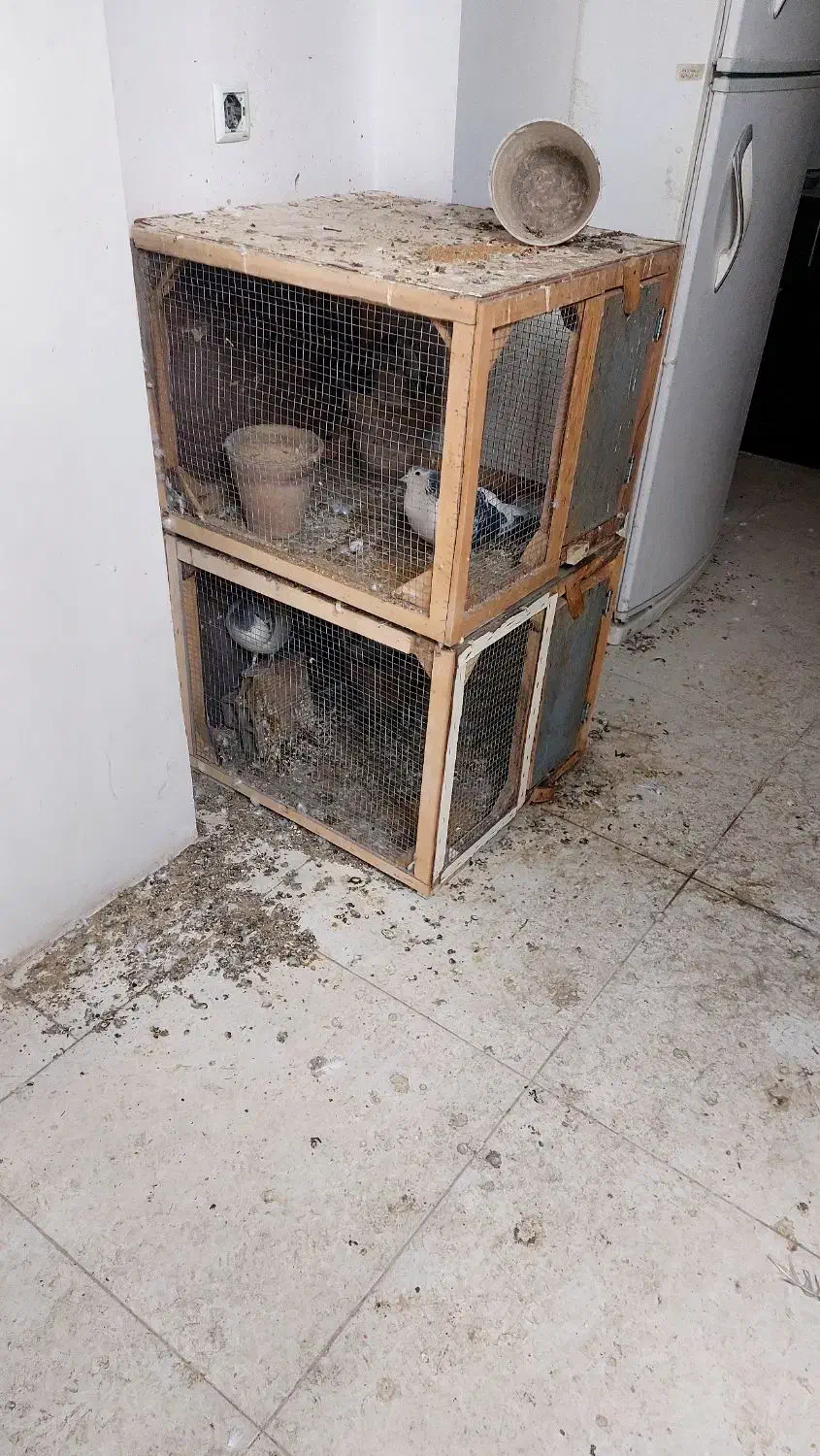 قفس کبوتر|لوازم جانبی حیوانات|نیشابور, بنیاد شهید|دیوار