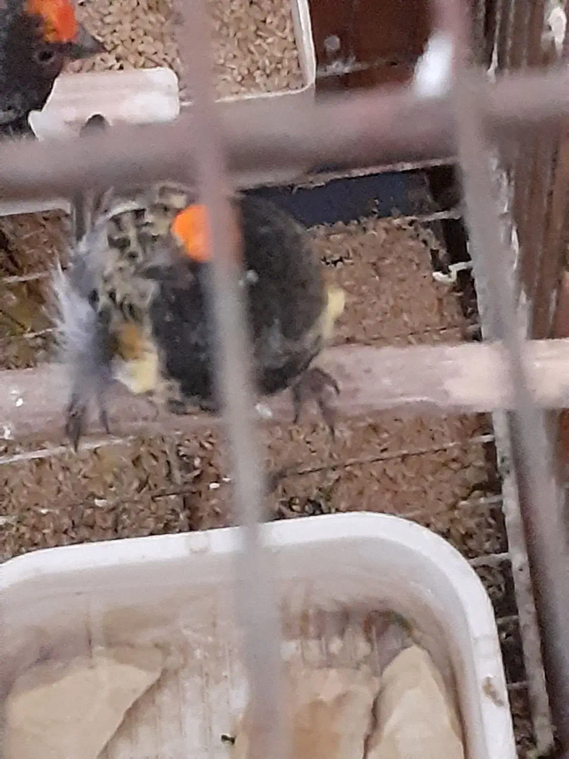 گلبسر قناری|پرنده|بروجرد, |دیوار