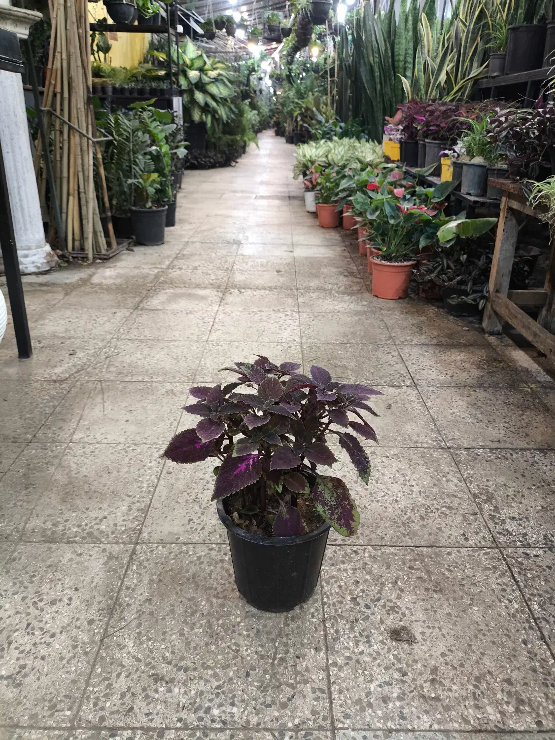 گل و گیاه آپارتمانی حسن یوسف|گل و گیاه طبیعی|تهران, عبدلآباد|دیوار