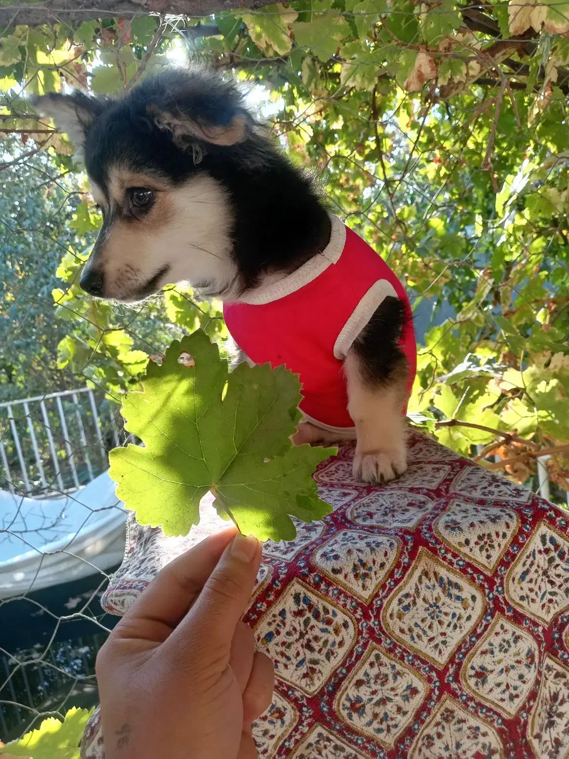 توله شیتزو اشپیتز 80 روزه|سگ|مشهد, امین آباد|دیوار