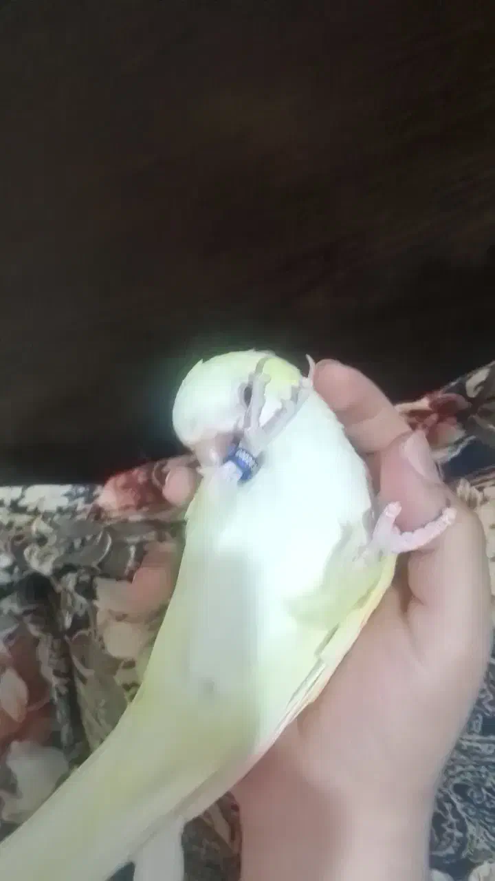 طوطی راهب کواکر کرمینو سخنگو|پرنده|تهران, افسریه شمالی|دیوار