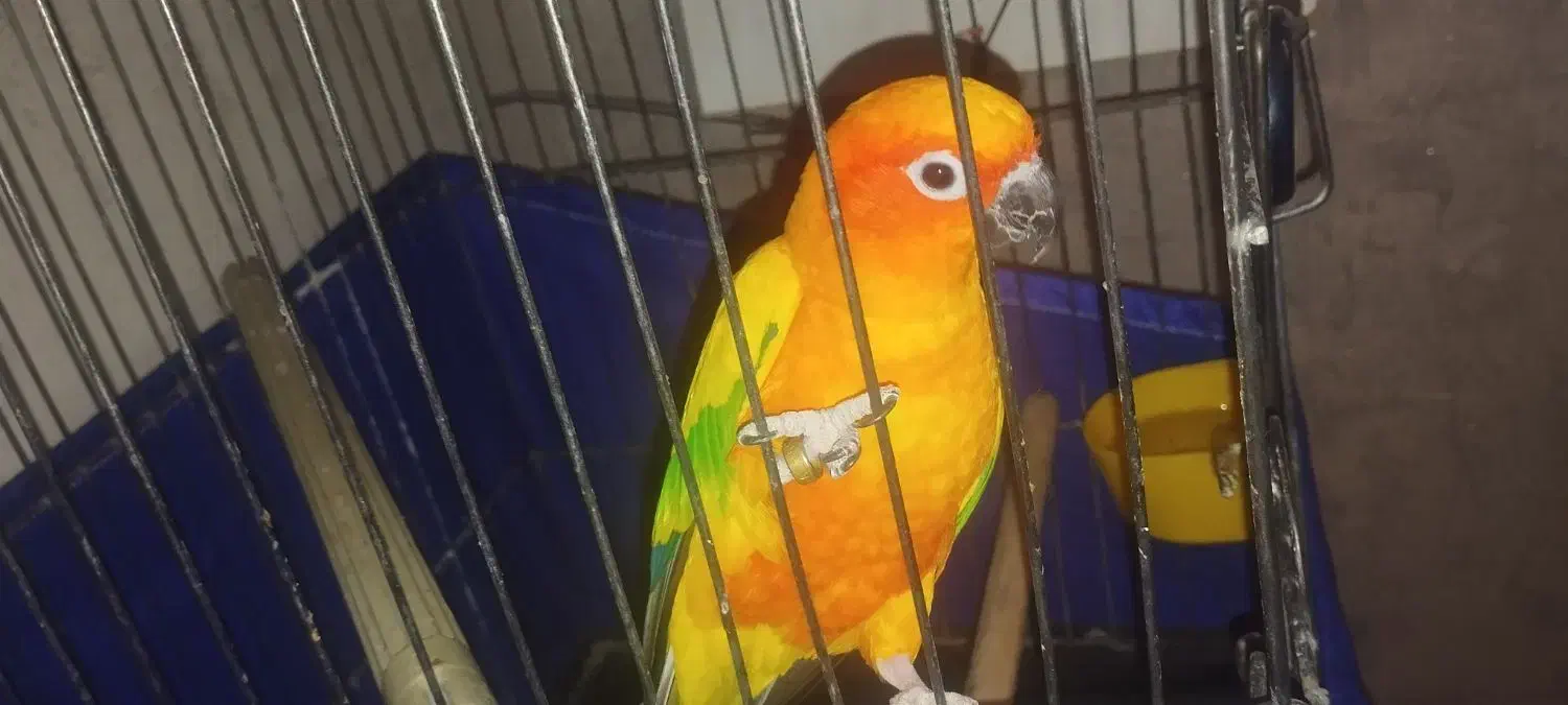 طوطی خورشیدی نر با تعیین جنسیت|پرنده|قرچک, زیبا شهر|دیوار