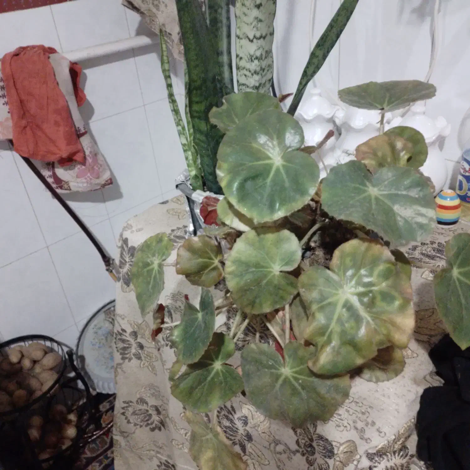 گل سانسوریای پوست ماری|گل و گیاه طبیعی|لنگرود, |دیوار