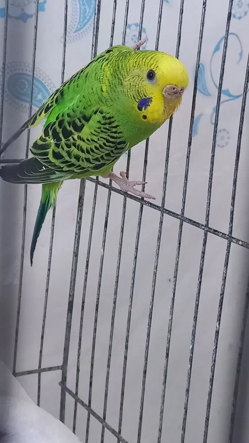 مرغ عشق هلندی زرد و سفید و اسپانگل|پرنده|باوی, |دیوار