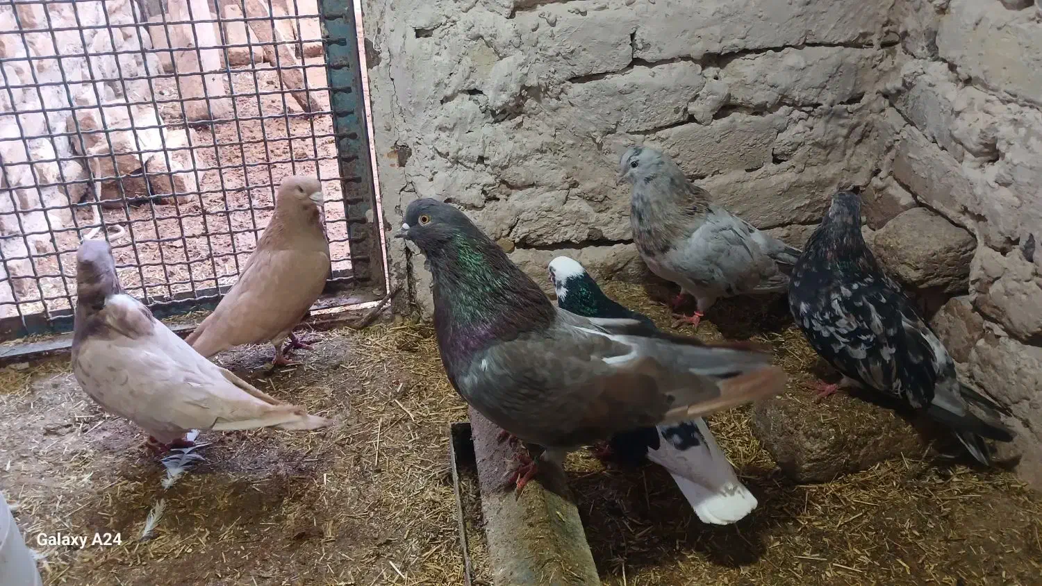 کبوتر زینتی|پرنده|بوئین زهرا, |دیوار