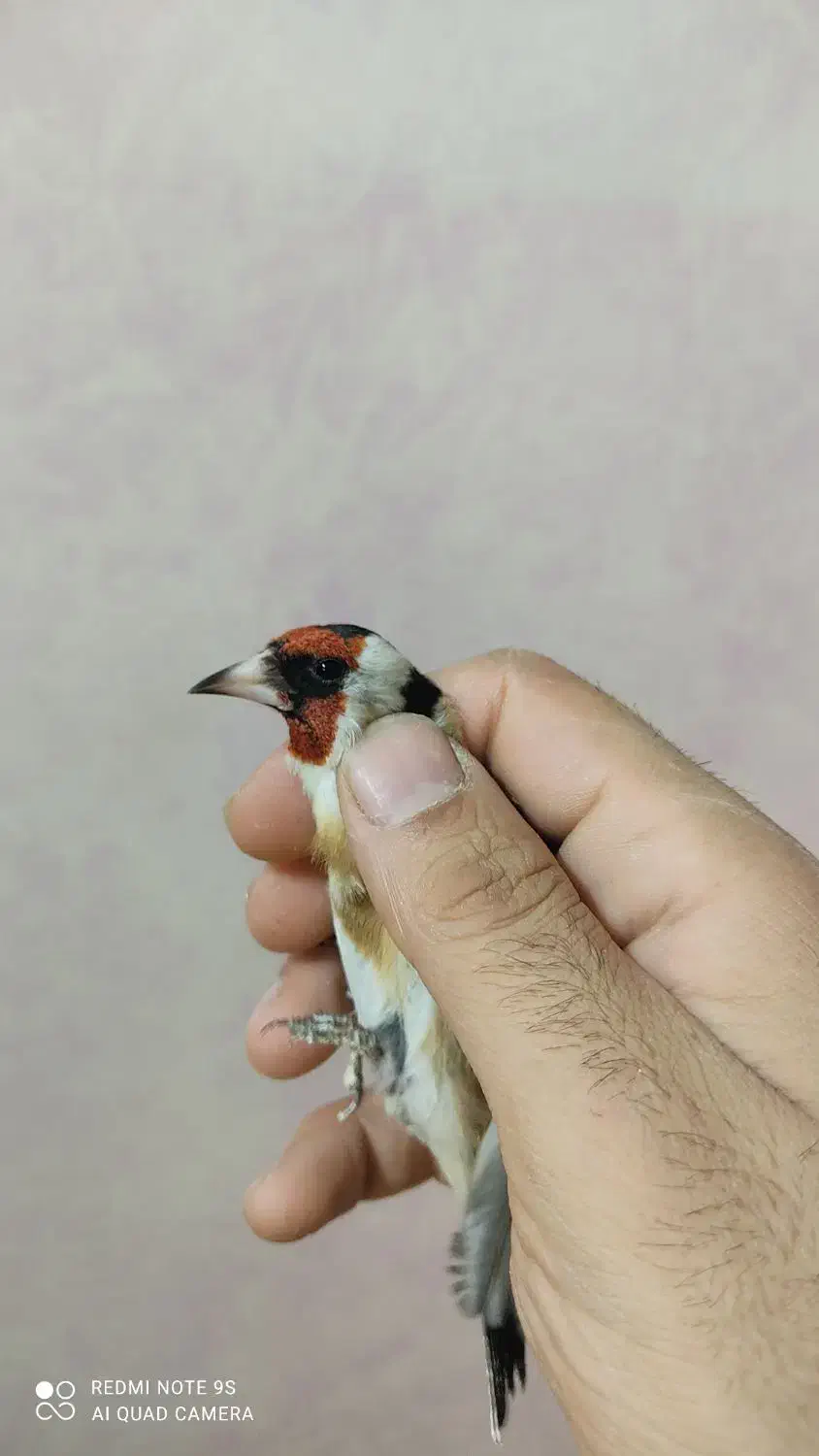 سهره نر|پرنده|کرج, مهرویلا جنوبی|دیوار