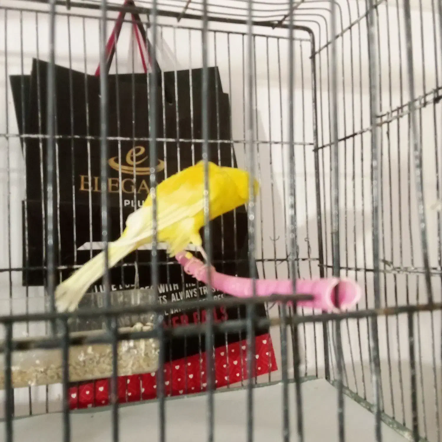 معاوضه قناری|پرنده|حمیدیا, |دیوار