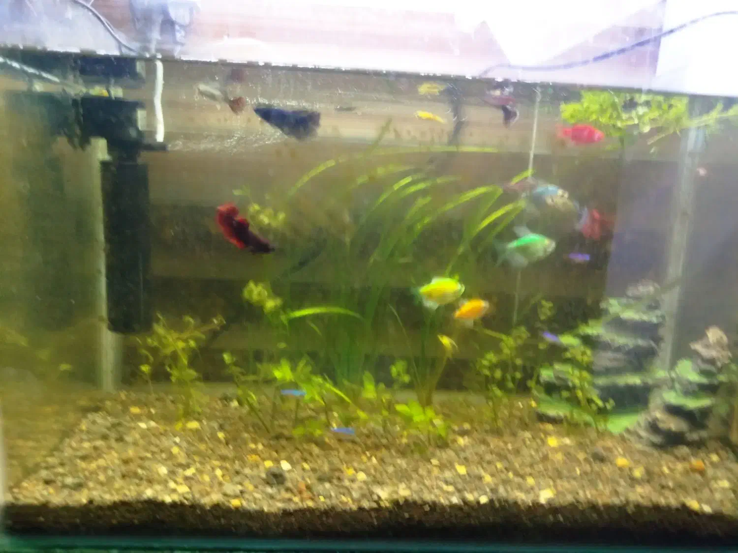 اکواریوم|ماهی|مشگین شهر, |دیوار