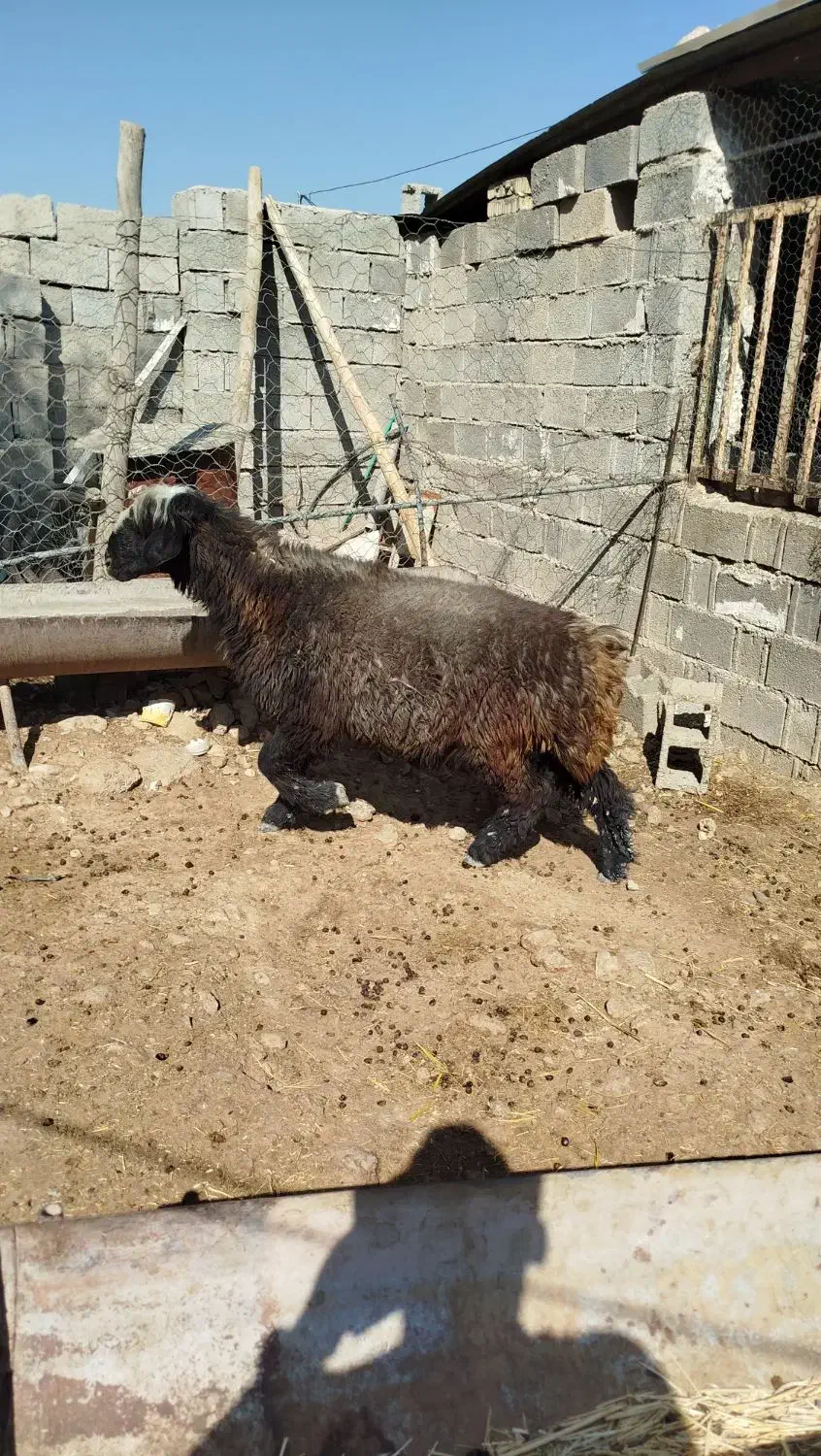 قوچ بختیاری دو رگه|حیوانات مزرعه|رستم, |دیوار