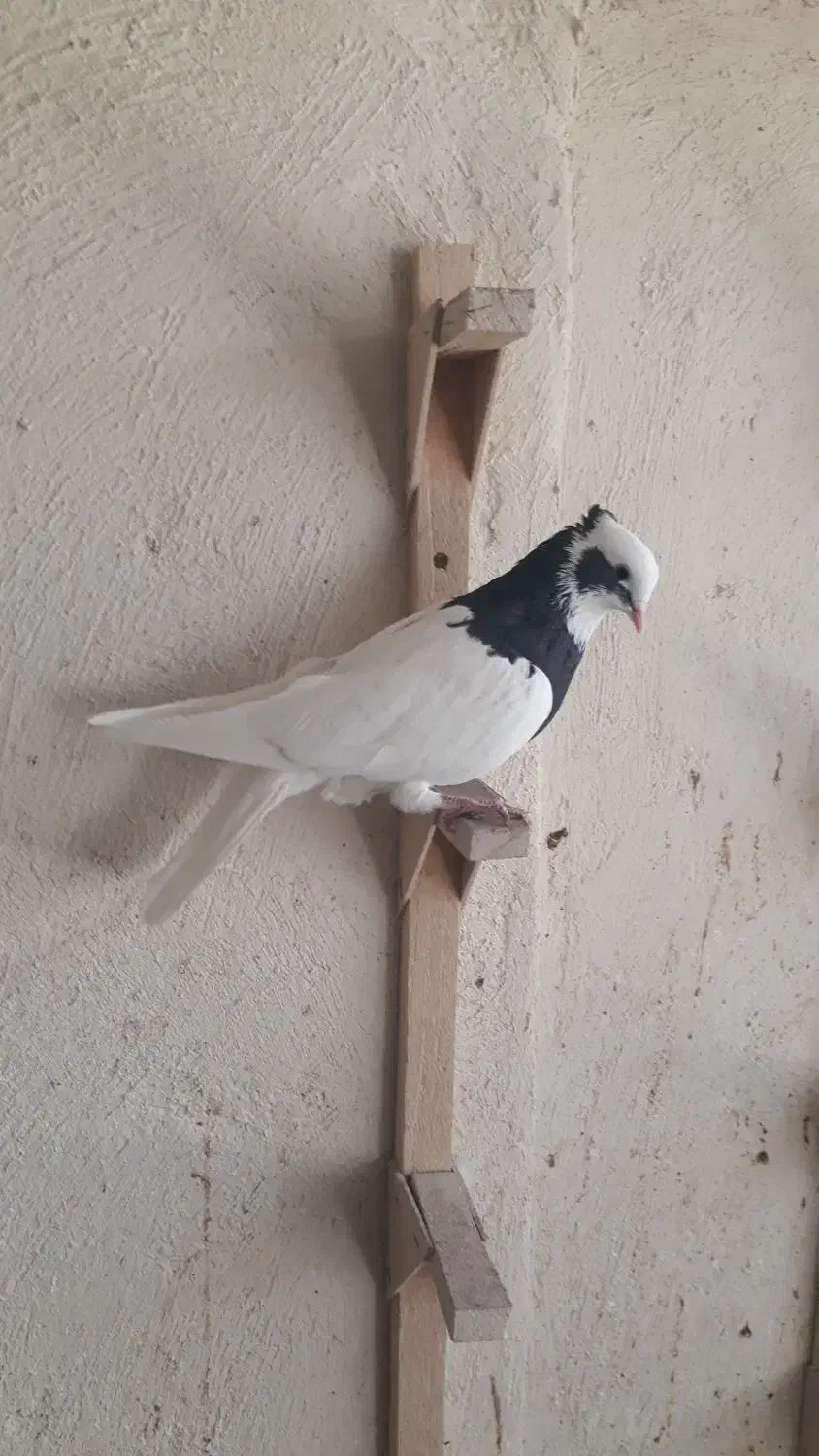 کبوتر زرقان|پرنده|شیراز, رکنآباد|دیوار