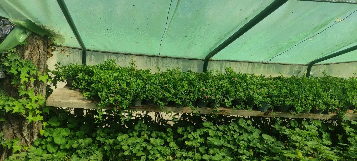 گل وگیاه|گل و گیاه طبیعی|مشهد, بالا خیابان|دیوار