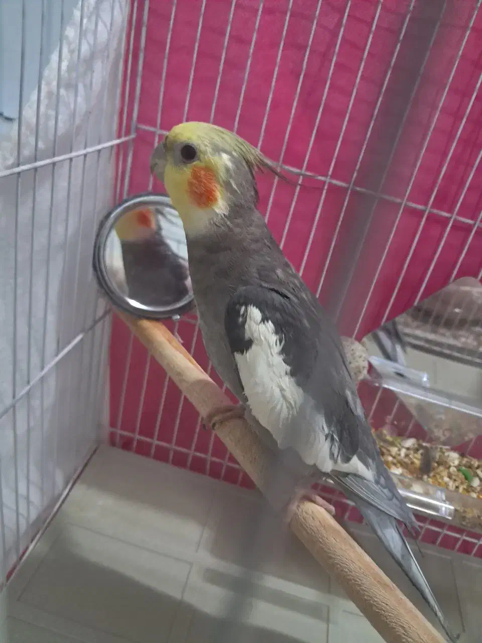 گم‌شده  عروس هلندی|حیوانات|گلبهار, شهر جدید گلبهار|دیوار