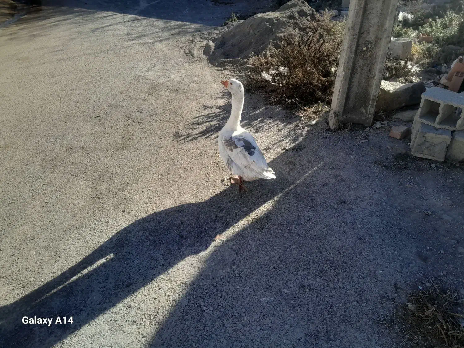 غاز محلی|حیوانات مزرعه|ویلکیج, |دیوار