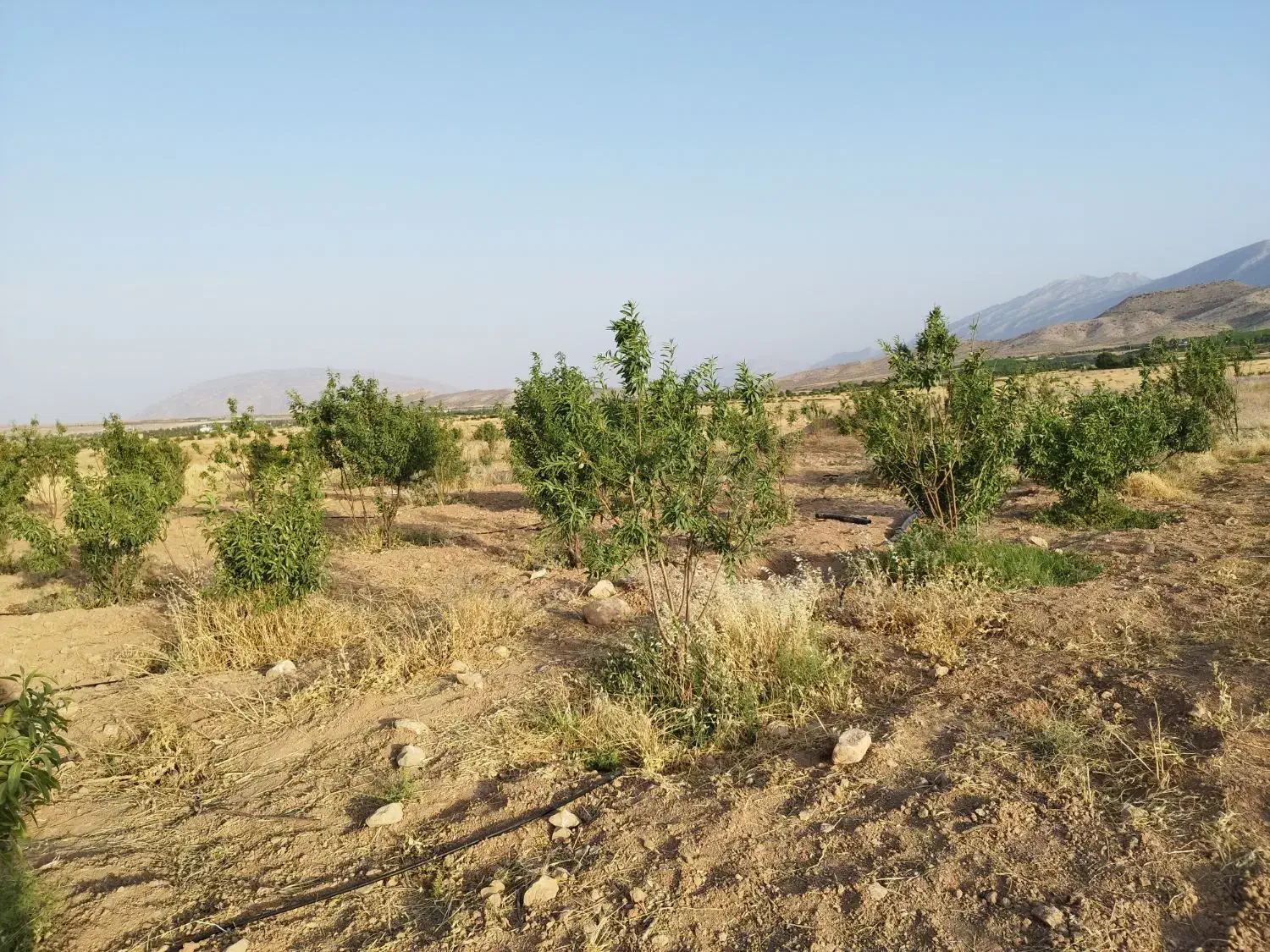 فروش باغچه 3500متری واقع در شبانکاره میمند|فروش زمین و ملک کلنگی|شیراز, عادل آباد|دیوار