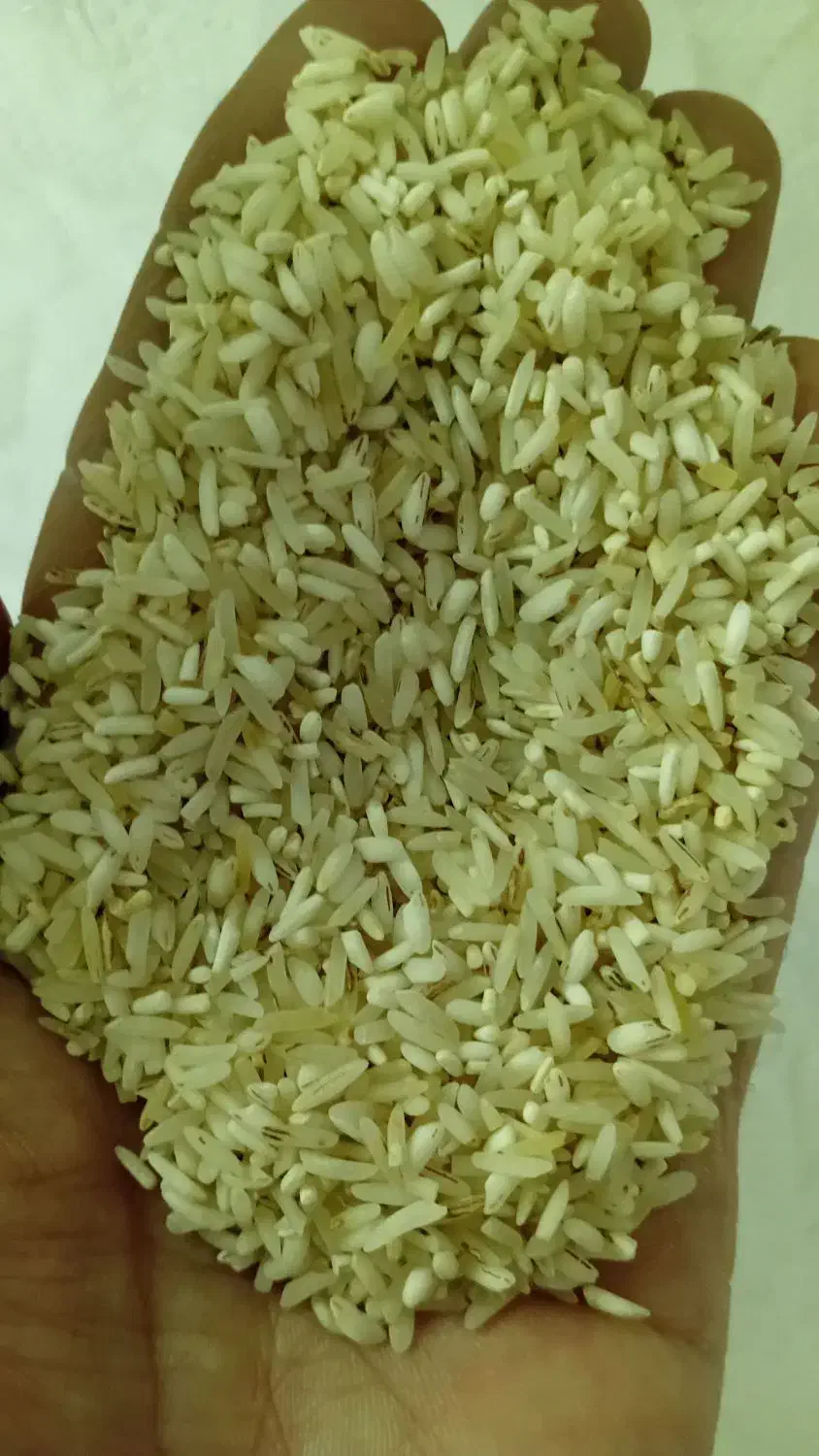 فجر سوزنی میان باری|خوردنی و آشامیدنی|گنبد کاووس, |دیوار