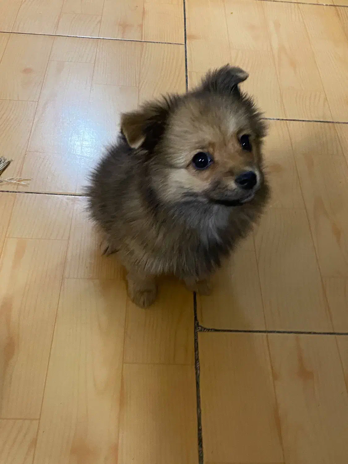 پامرین روباهی عروسکی بازیگوش|سگ|فردیس, فردیس|دیوار