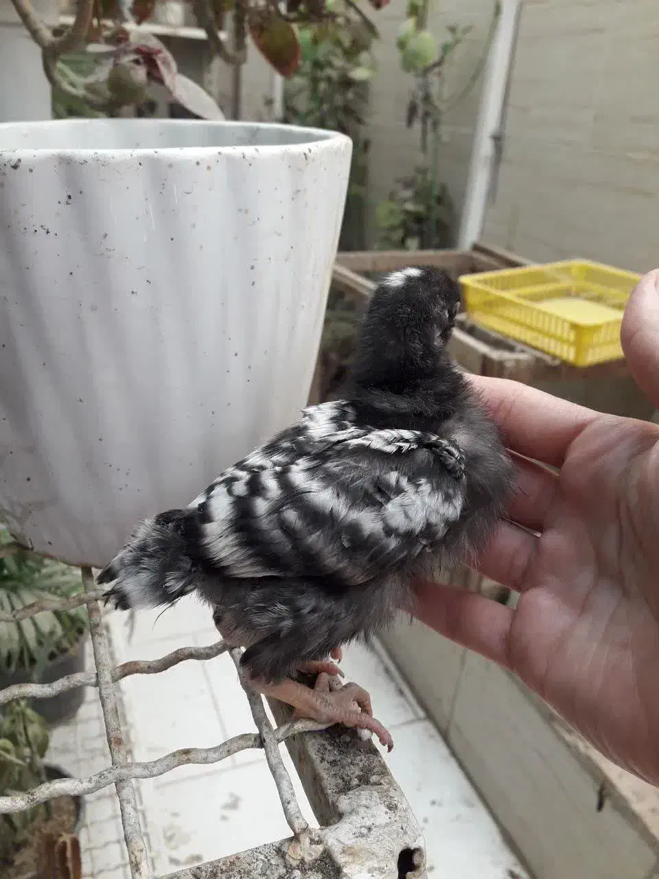 تخم نطفه دار مرغ و خروس اصیل آمروک و برهما|حیوانات مزرعه|مشهد, عبادی|دیوار