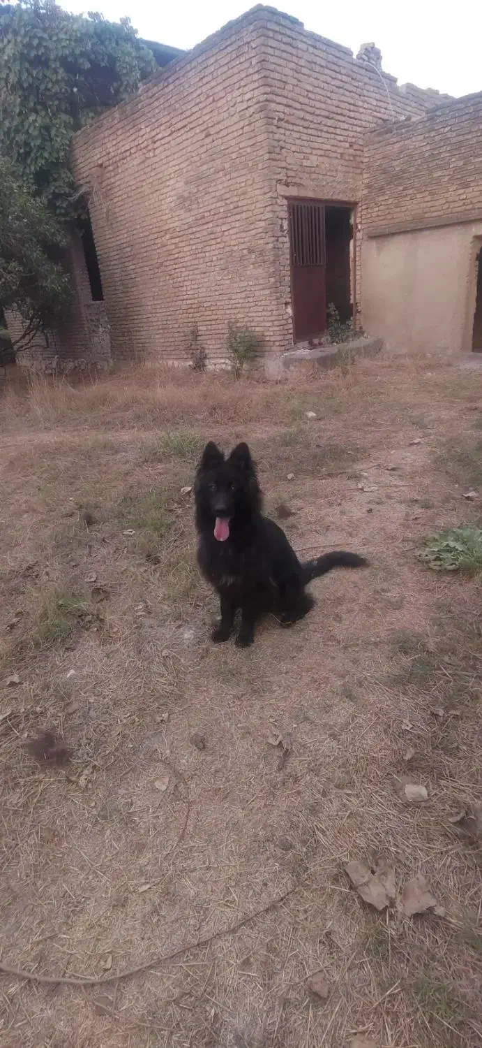 سگ ژرمن بلک ماده|سگ|بهشهر, |دیوار