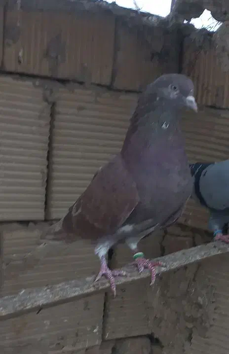 کفتر پرشی قرمز|پرنده|گلستان (تهران), |دیوار