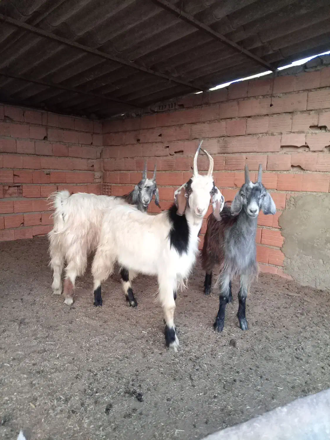 بزغاله نر|حیوانات مزرعه|گمیشان, |دیوار