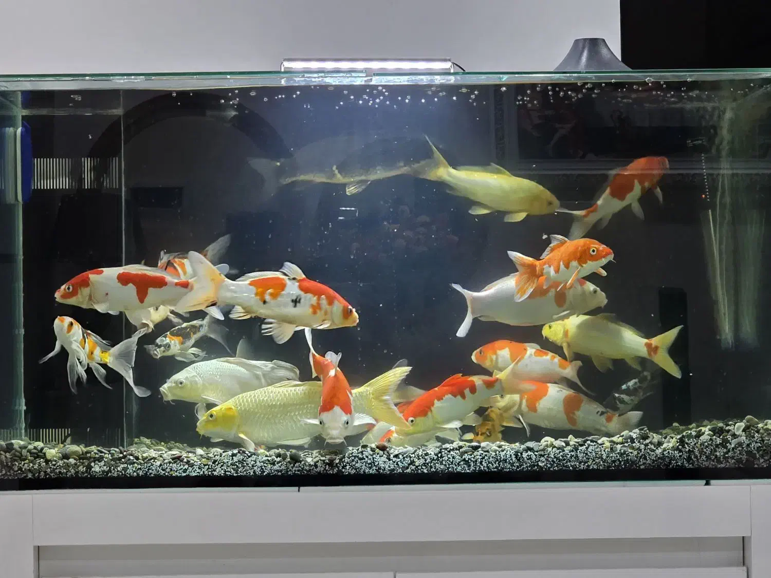 ماهی کوی|ماهی|شاهین‌شهر, اقبال لاهوری|دیوار