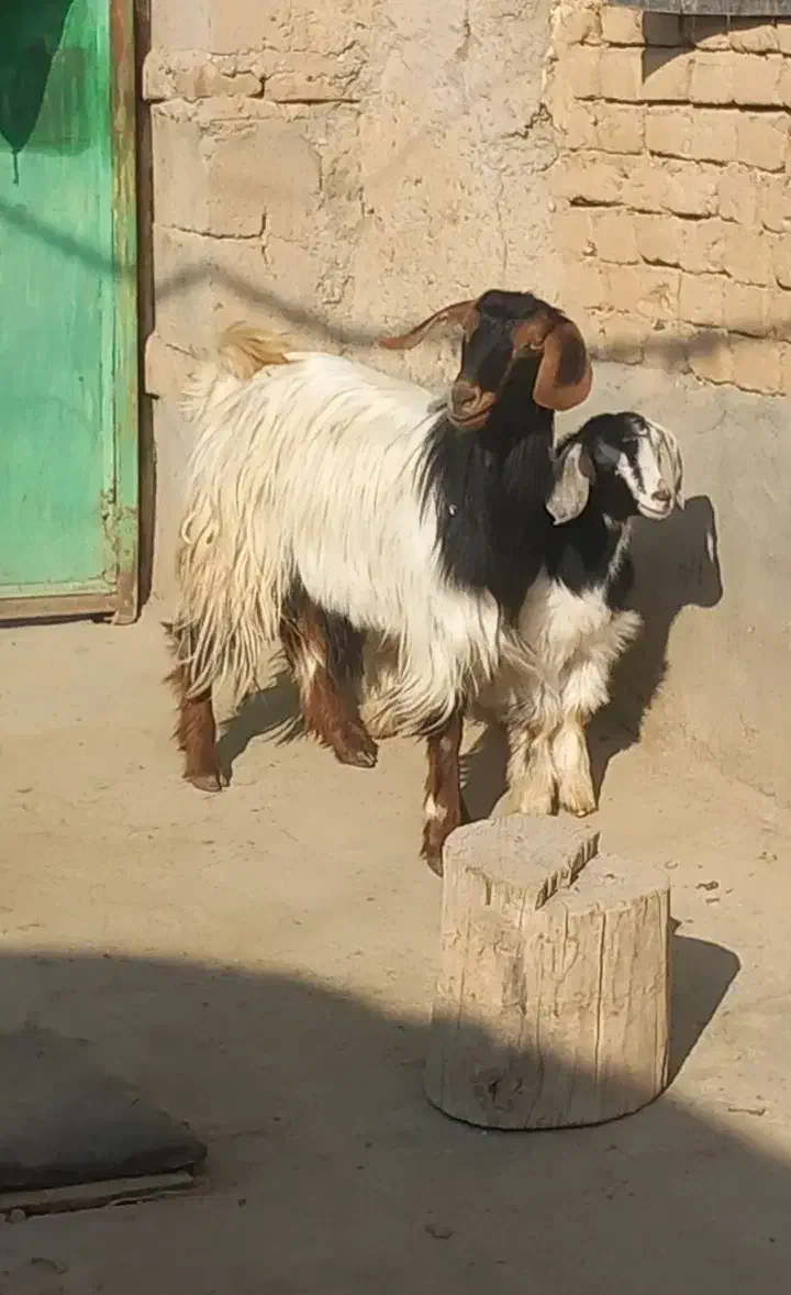 بز همراه بچه|حیوانات مزرعه|میاندوآب, |دیوار