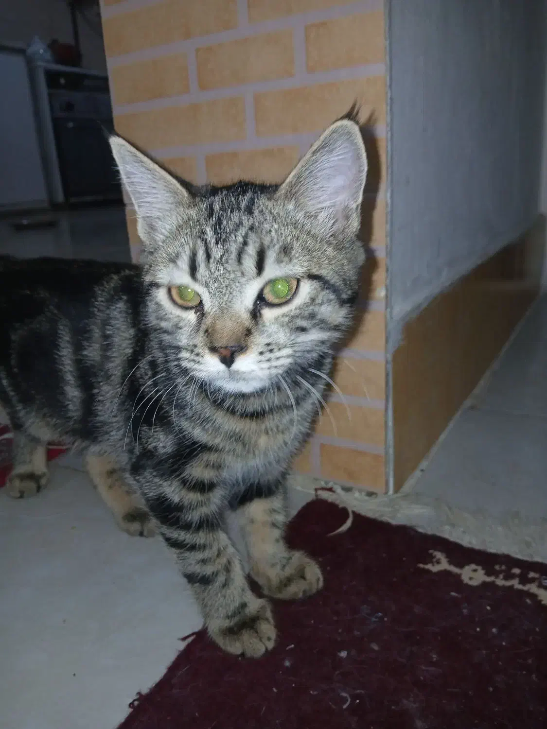 واگذاری|گربه|نیشابور, ناسیونال|دیوار