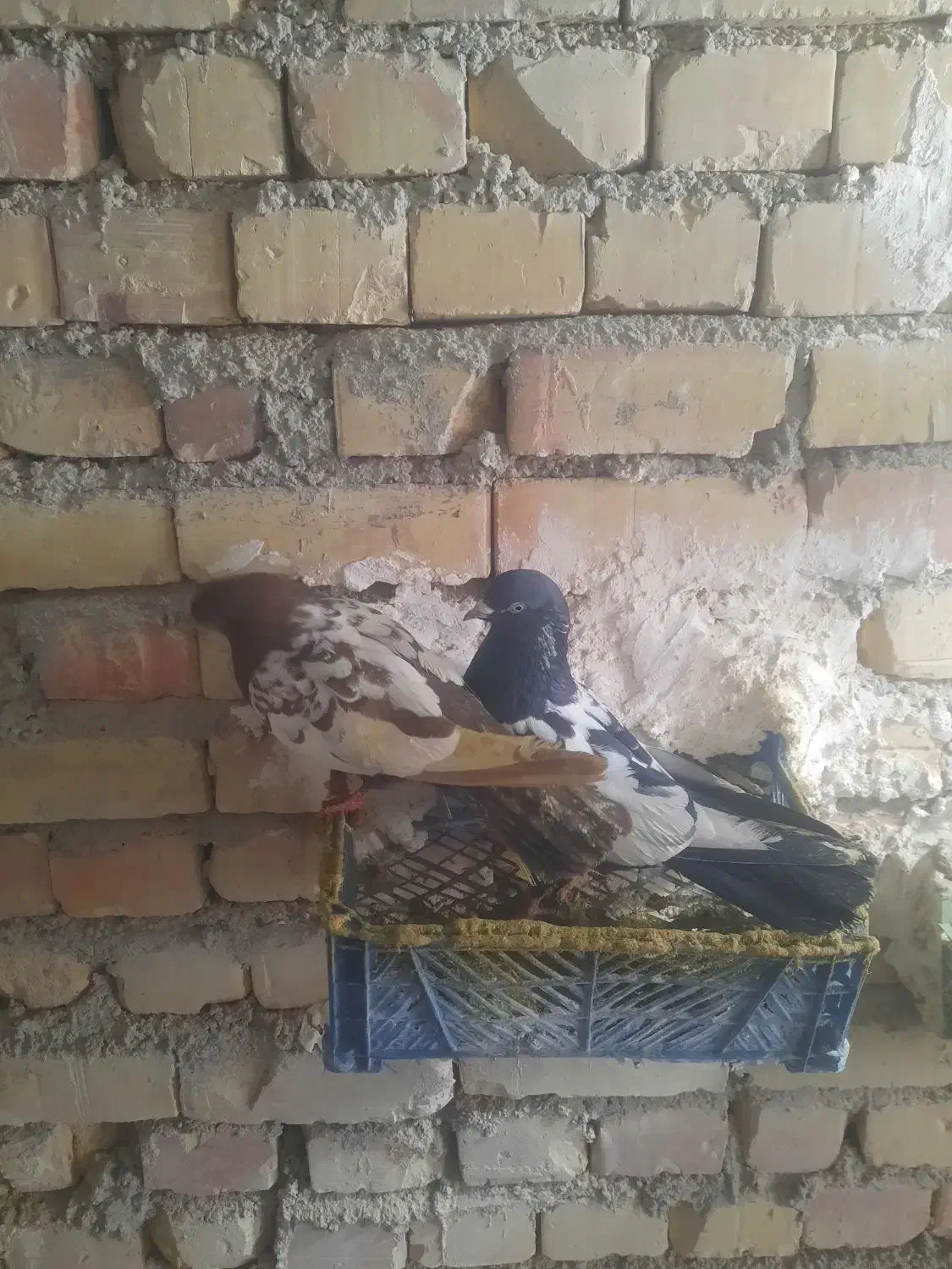 کبوتر|پرنده|ماهنشان, |دیوار