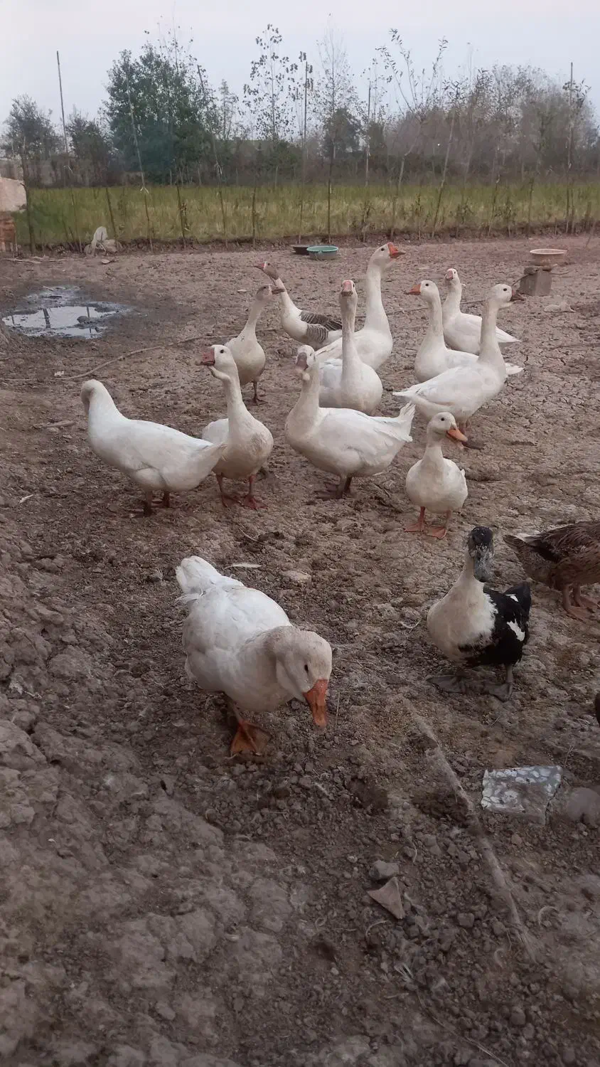 فروش قوغاز،نمیچه اسرائیلی و محلی و اردک بالغ|حیوانات مزرعه|لولمان, |دیوار