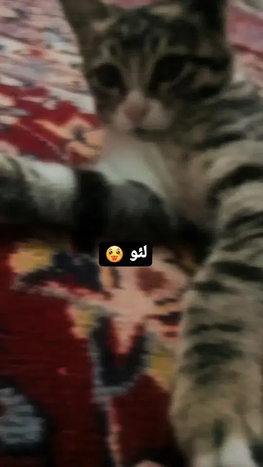 گربه گمشده|حیوانات|تبریز, |دیوار